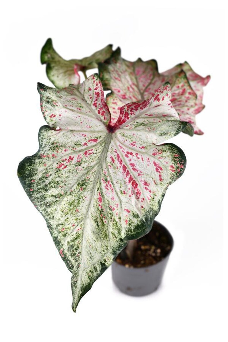 Candyland Caladium Bulbs Live Plant Ppp Full Sun Etsy
