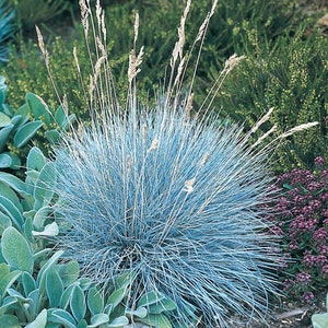 May include: A clump of blue fescue grass with long, thin blades. The grass is growing in a garden setting.