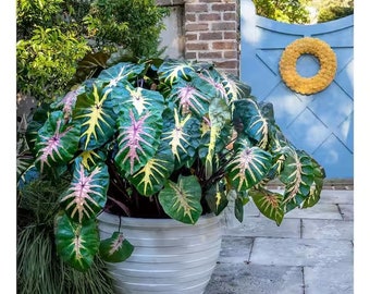 FREE SHIPPING - Rare Royal Hawaiian Waikiki Elephant Ears Alocasia Starter