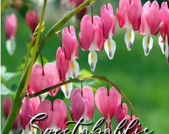 Old Fashion Pink Bleeding Hearts Bush Starter Plant (ALL Starter Plants REQUIRE You to Purchase 2 plants)