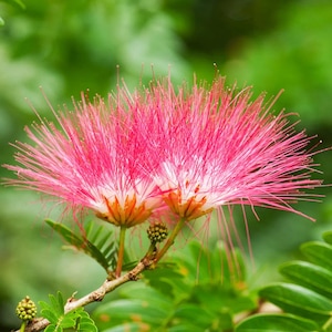 May include: Close-up of two vibrant pink powderpuff flowers with long, thread-like stamens. The flowers are in full bloom, set against a blurred green background of leaves and foliage. The image captures the delicate beauty of nature.