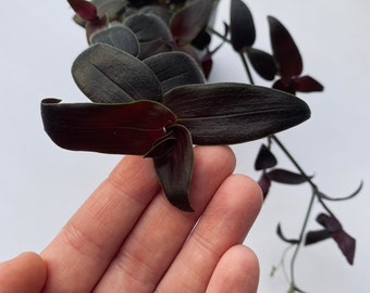 Black Tradescantia Jose puig Gibasis Starter Plant (ALL Starter Plants REQUIRE You to Purchase 2 plants) RARE