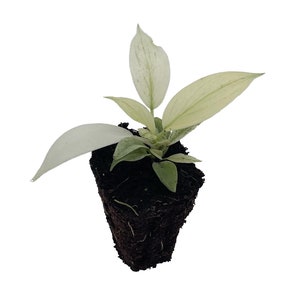 May include: A small white variegated plant with green leaves growing in a black pot filled with soil.