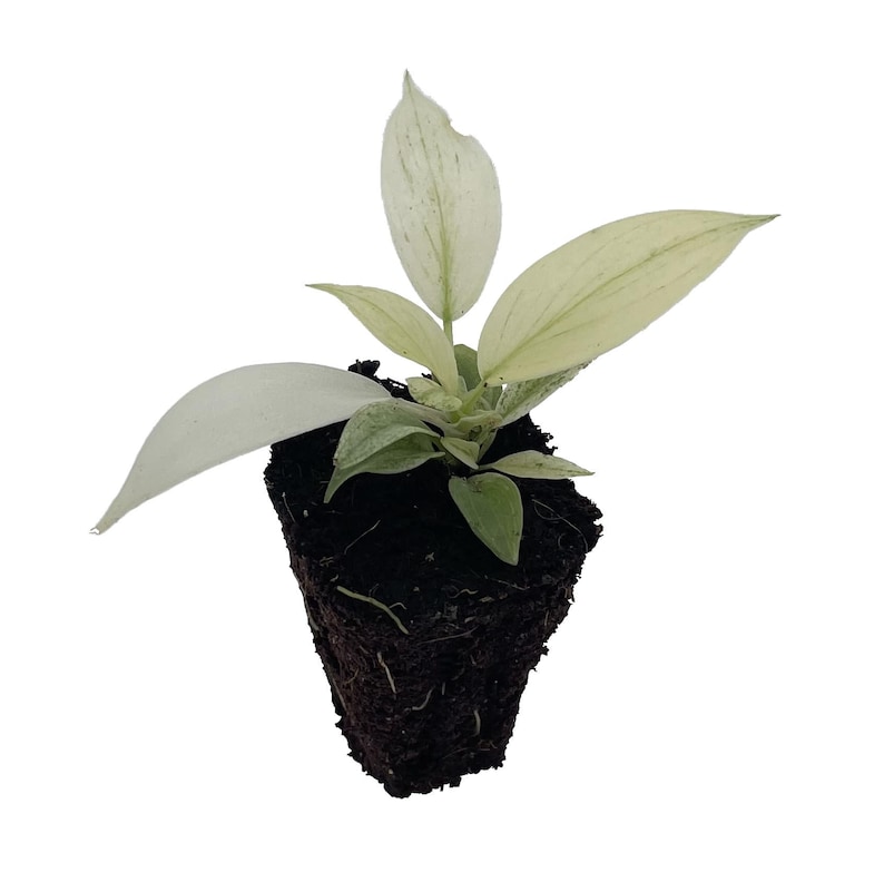 FREEplantShippingCo Philodendron - Thumbnail 2