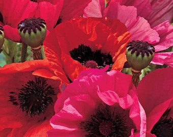 Fruit Punch Poppy Flower Plug Starter Plant (ALL Starter Plants REQUIRE You to Purchase 2 plants)