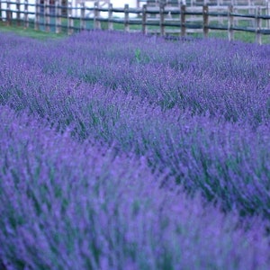 Lavender "Phenomenal"  Plug Starter Plant (ALL Starter Plants REQUIRE You to Purchase 2 plants)
