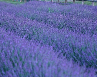 Lavender "Phenomenal"  Plug Starter Plant (ALL Starter Plants REQUIRE You to Purchase 2 plants)