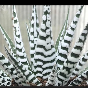 Zebra Aloe Succulent: Haworthia Fasciata Starter Plant