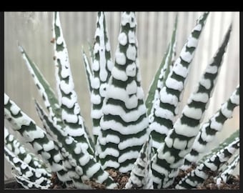 Zebra Plant succulents (ALL Starter Plants REQUIRE You to Purchase 2 plants)