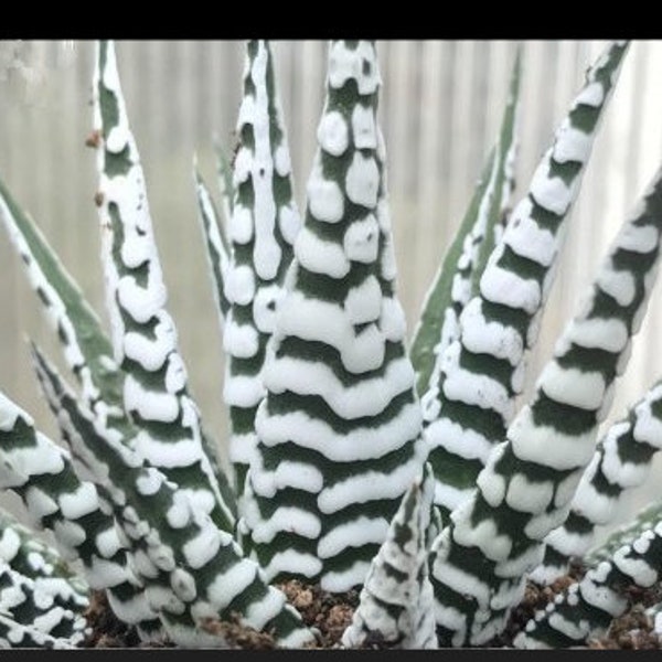 Zebra Plant succulents (ALL Starter Plants REQUIRE You to Purchase 2 plants)