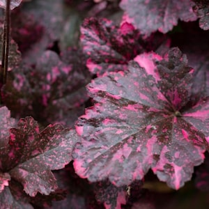 Midnight Rose Heuchera Starter Plant (ALL Starter Plants REQUIRE You to Purchase 2 plants)