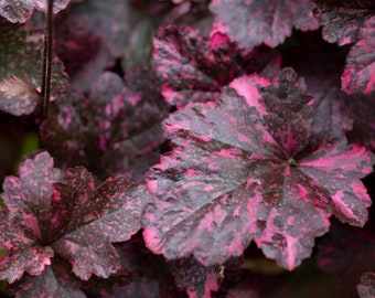 FREE SHIPPING - Midnight Rose Heuchera Starter Plant