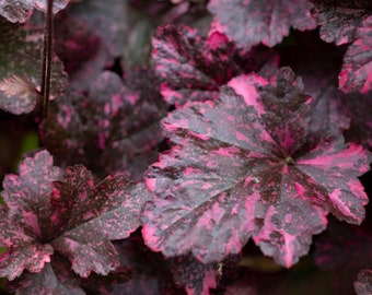 Midnight Rose Heuchera Starter Plant (ALL Starter Plants REQUIRE You to Purchase 2 plants)