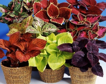 FREE SHIPPING - 5 PACK - Coleus Mix