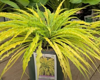 Curly Fries Hosta Bulbs (ALL Starter Plants REQUIRE You to Purchase 2 plants)