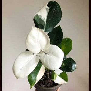 Small White Wizard Philodendron Variegated PPP House Plants ALL Starter Plants REQUIRE You to Purchase 2 plants image 2