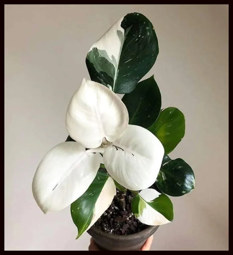 Small White Wizard Philodendron Variegated PPP House Plants ALL Starter Plants REQUIRE You to Purchase 2 plants image 2