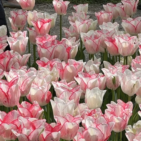 Beautytrend Parrot Tulip Bulbs Live Plant (ALL Starter Plants/Bulbs REQUIRE You to Purchase 2 plants/bulbs) Rare NEW