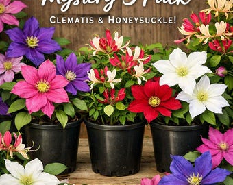 FREE SHIPPING - Mystery 3 Pack - Clematis & Honeysuckle