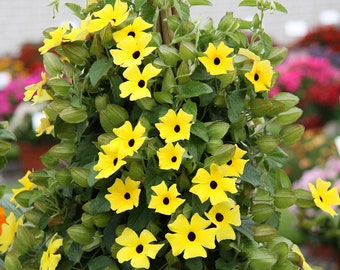 Gold Black Eyed Susan Vine Starter Plant (ALL Starter Plants REQUIRE You to Purchase 2 plants)