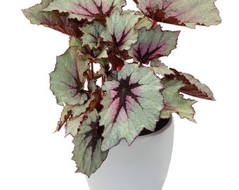 First Blush Begonia Starter Plant (ALL Starter Plants REQUIRE You to Purchase 2 plants)