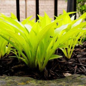 Munchkin Fire Hosta Bulbs  Shade Plants