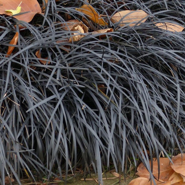 Black Mondo Grass Etsy