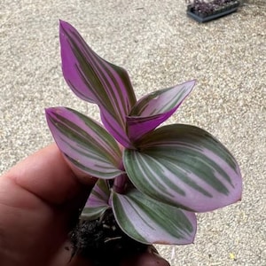 Tradescantia Bubblegum Starter Plant ppp ALL Starter Plants REQUIRE You to Purchase 2 plants image 4