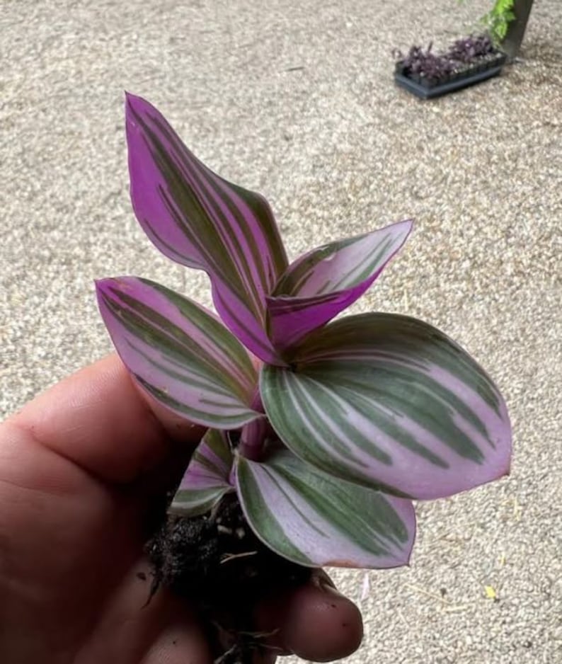 Tradescantia Bubblegum Starter Plant ppp ALL Starter Plants REQUIRE You to Purchase 2 plants image 4