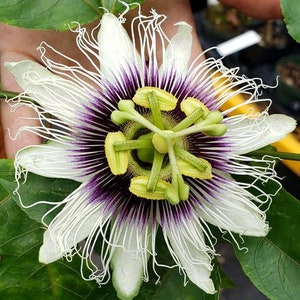 White Passion Flower Vine Plant (ALL Starter Plants REQUIRE You to Purchase 2 plants) Sweet Sunrise