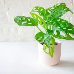Moonlight Monstera - Etsy