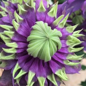 Clematis Taiga Double Blooming Flowers Vine Starter Plant Free Shipping