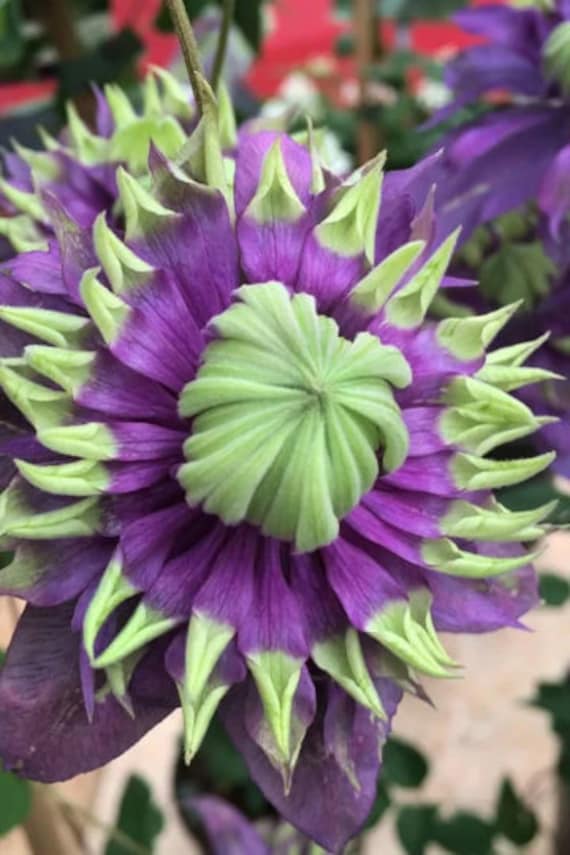 FREE SHIPPING - Clematis Taiga Double Blooming Flowers Vine Starter Plant