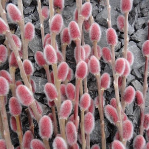 Esquejes de sauce llorón rosado del Monte Aso: elige tu lote