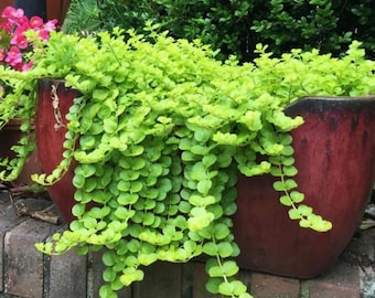 FREE SHIPPING - Creeping Jenny Lime Green