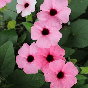May include: Close-up of pink flowers with dark burgundy centers. The flowers have five petals and are surrounded by green leaves. The flowers are in various shades of pink, from light to dark.