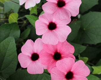 FREE SHIPPING - Rose Black Eyed Susan Vine Starter Plant