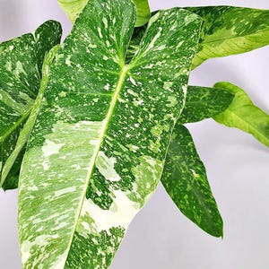 May include: Close-up of a plant with large, variegated leaves. The leaves are primarily green with white and lighter green speckling and patches. The plant has a tropical appearance and is set against a white background.