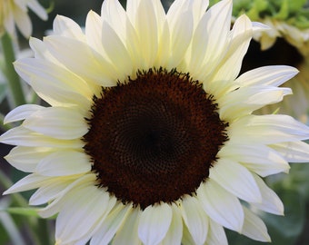 White Sunflowers seeds Flowers FREE SHIPPING