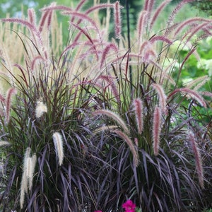 Purple Fountain Grass Plug Starter Plant (ALL Starter Plants REQUIRE You to Purchase 2 plants)