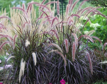 FREE SHIPPING - Purple Fountain Grass Plug Starter Plant