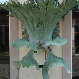 Staghorn Fern Plant Starter (ALL Starter Plants REQUIRE You to Purchase 2 plants) Low Light House Plants