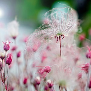FREE SHIPPING - Pink Prairie Smoke Live Plant geum triflorium Princess ppp