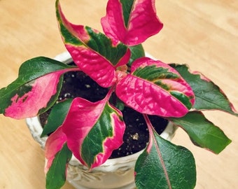 Rare Party Time Pink Plant Starter Plant (ALL Starter Plants REQUIRE You to Purchase 2 plants) ppp