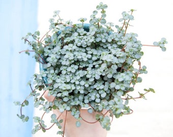 Baby Blue Tears Mini Succulent