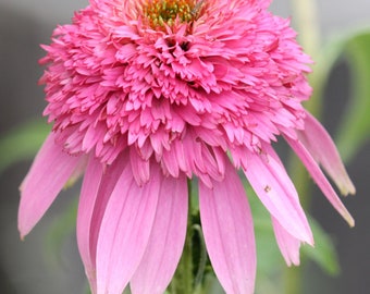 Echinacea Butterfly Kisses Pink Starter Plant (ALL Starter Plants REQUIRE You to Purchase 2 plants) ppp