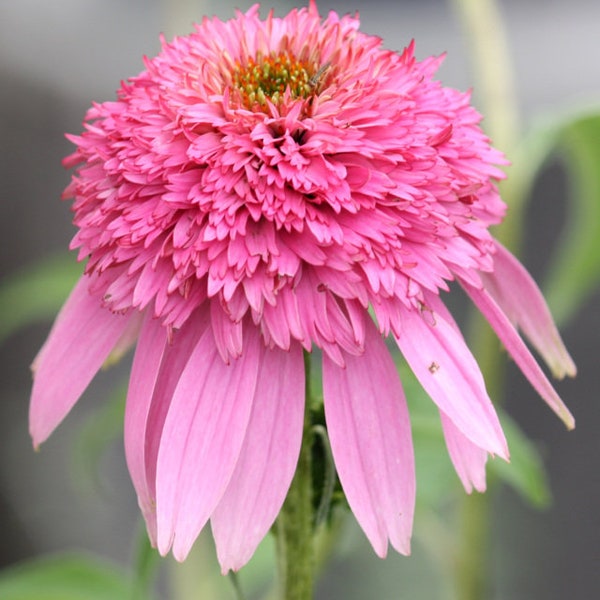 Echinacea Butterfly Kisses Pink Starter Plant (ALL Starter Plants REQUIRE You to Purchase 2 plants) ppp