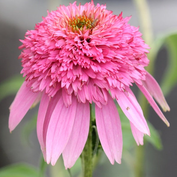 FREE SHIPPING - Echinacea Butterfly Kisses Pink Starter Plant pppg
