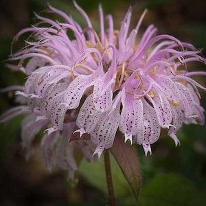 May include: A set of three ceramic mugs with a speckled, matte finish. Each mug features a different color: light blue, cream, and gray. The mugs have a simple, modern design and a comfortable handle.