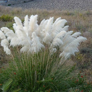 White Pampas Grass Plug Starter Plant (ALL Starter Plants REQUIRE You to Purchase 2 plants)